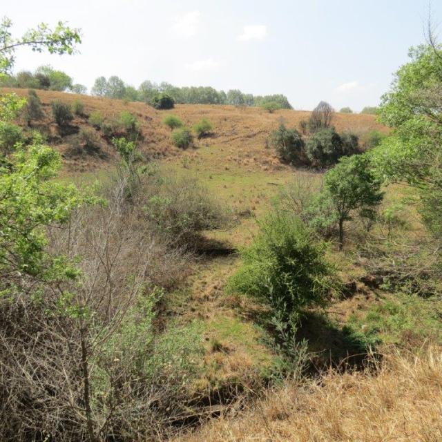 intact indigenous vegetation on mpofana